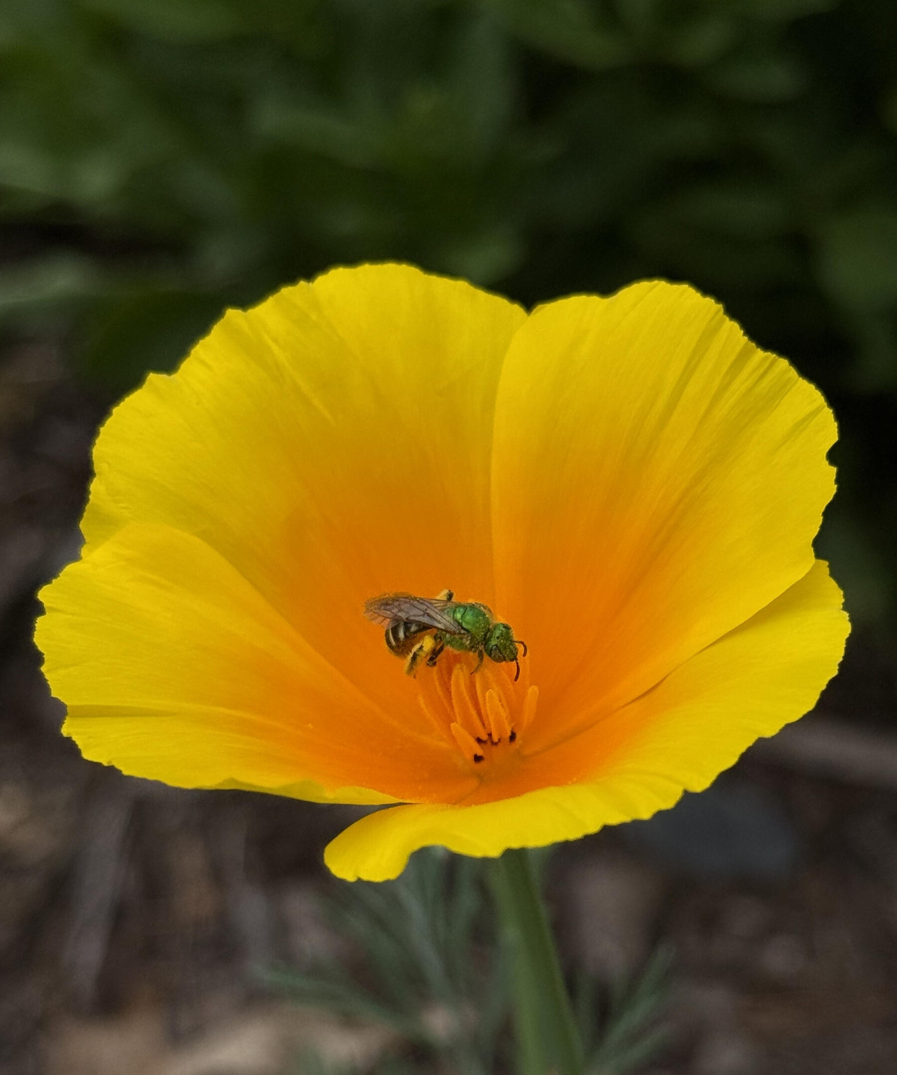 California Poppy Pollinator on Orange California Poppy